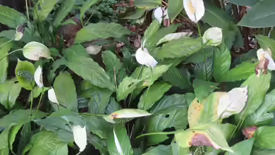 Spathiphyllum wallisii im Terrarium pflanzen