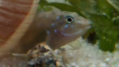 Spathodus erythrodon im Aquarium halten