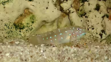 Spathodus erythrodon im Aquarium halten