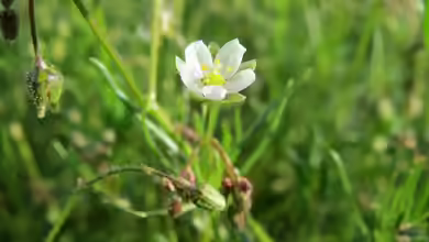 Spergula arvensis im Garten pflanzen