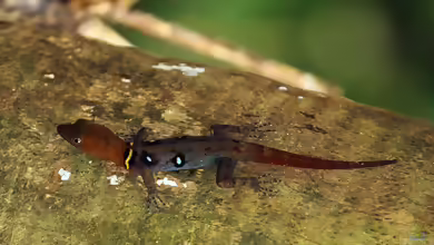 Sphaerodactylus argus: Antillen-Kugelfingergecko im Terrarium halten