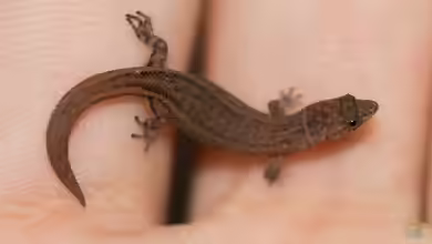 Sphaerodactylus ariasae im Terrarium halten