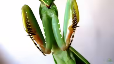 Sphodromantis gastrica im Terrarium halten