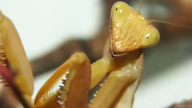 Sphodromantis lineola im Terrarium halten
