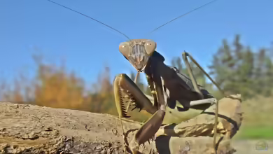 Sphodromantis viridis im Terrarium halten