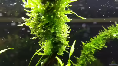 Spiky Moss im Aquarium