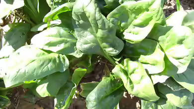 Spinacia oleracea im Garten pflanzen