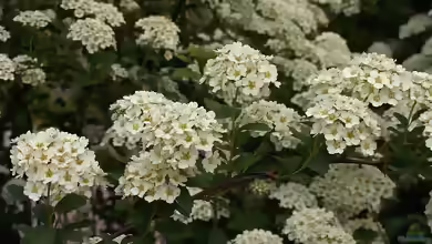 Spiraea vanhouttei im Garten pflanzen