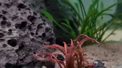 Spiraliger Wasserkelch im Aquarium pflegen