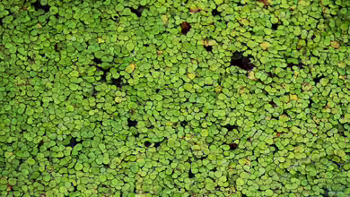 Spirodela polyrhiza im Gartenteich