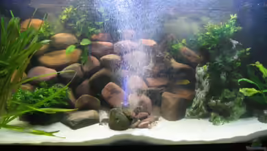 Sprudelstein für dein Aquarium - Welches Material ist das Beste?