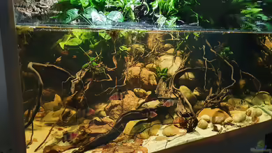 Sri Lanka Uferpaludarium von Aqua fan