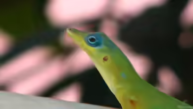 St. Vincent-Anolis im Terrarium halten
