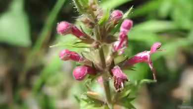 Stachys sylvatica im Garten pflanzen
