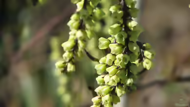 Stachyurus chinensis im Garten pflanzen
