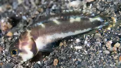 Stalix histrio im Aquarium halten