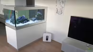 Standort: Wo sollte man ein Aquarium nicht hinstellen?