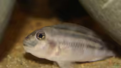 Steatocranus bleheri im Aquarium halten