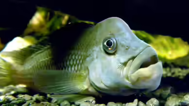 Steatocranus gibbiceps im Aquarium halten
