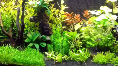 Steegs Südamerika-Becken von BigBDorsten