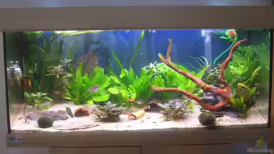 Stefan´s  Aqua von Muia