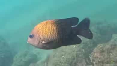 Stegastes acapulcoensis im Aquarium halten