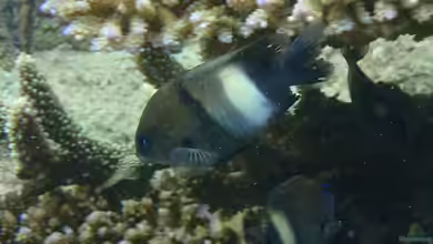 Stegastes albifasciatus im Aquarium halten