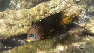 Stegastes arcifrons im Aquarium halten