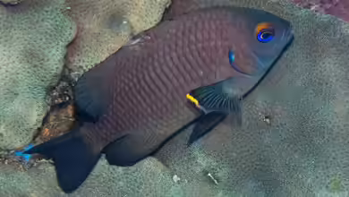 Stegastes beebei im Aquarium halten
