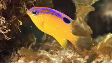 Stegastes diencaeus im Aquarium halten