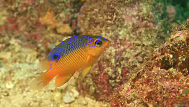 Stegastes flavilatus im Aquarium halten