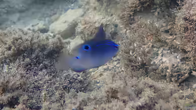 Stegastes fuscus im Aquarium halten
