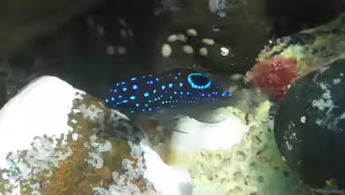 Stegastes imbricatus im Aquarium halten