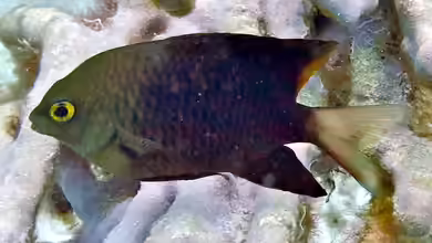 Stegastes lacrymatus im Aquarium halten