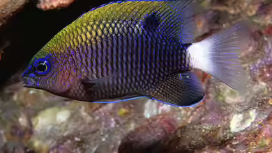 Stegastes leucorus im Aquarium halten