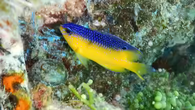 Stegastes leucostictus im Aquarium halten