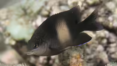 Stegastes nigricans im Aquarium halten