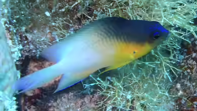 Stegastes partitus im Aquarium halten