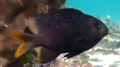 Stegastes pelicieri im Aquarium halten