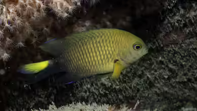 Stegastes pictus im Aquarium halten