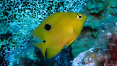Stegastes planifrons im Aquarium halten