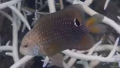 Stegastes punctatus im Aquarium halten