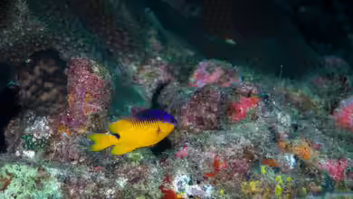 Stegastes rocasensis im Aquarium halten