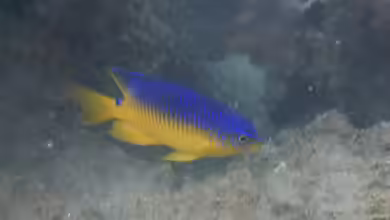 Stegastes xanthurus im Aquarium halten