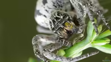 Stegodyphus lineatus im Terrarium halten