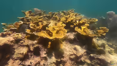 Steinkorallen der Gattung Acropora