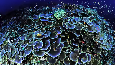 Steinkorallen der Gattung Montipora