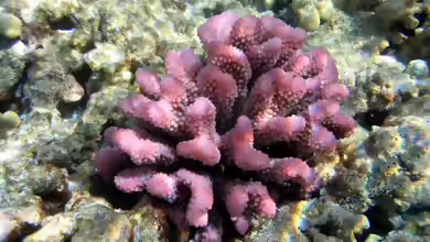 Steinkorallen der Gattung Pocillopora