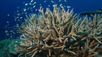 Steinkorallen im Aquarium