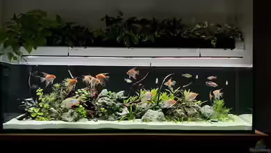 Steinwurzel von Michinet